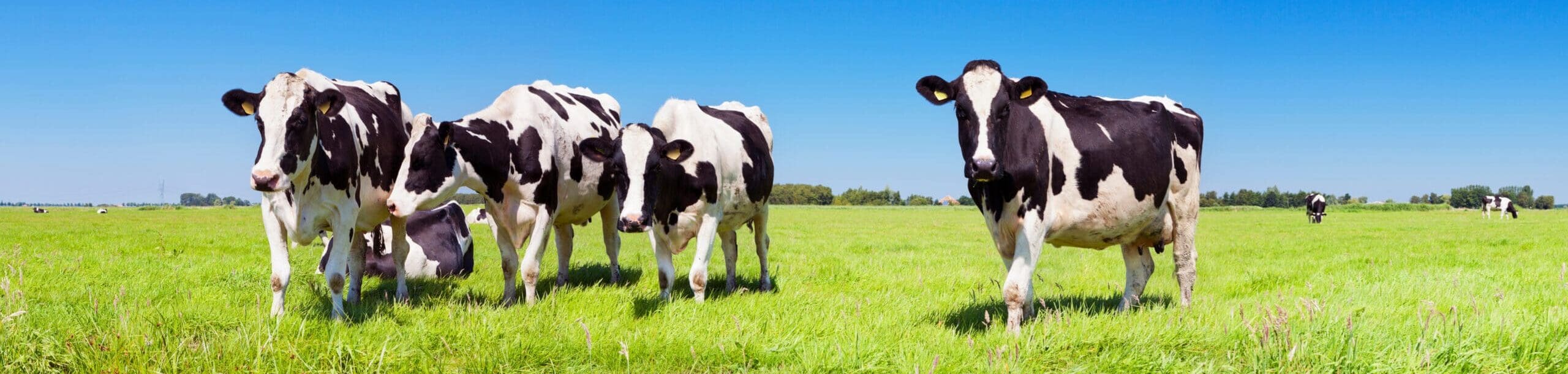 Where there’s muck there’s – energy!