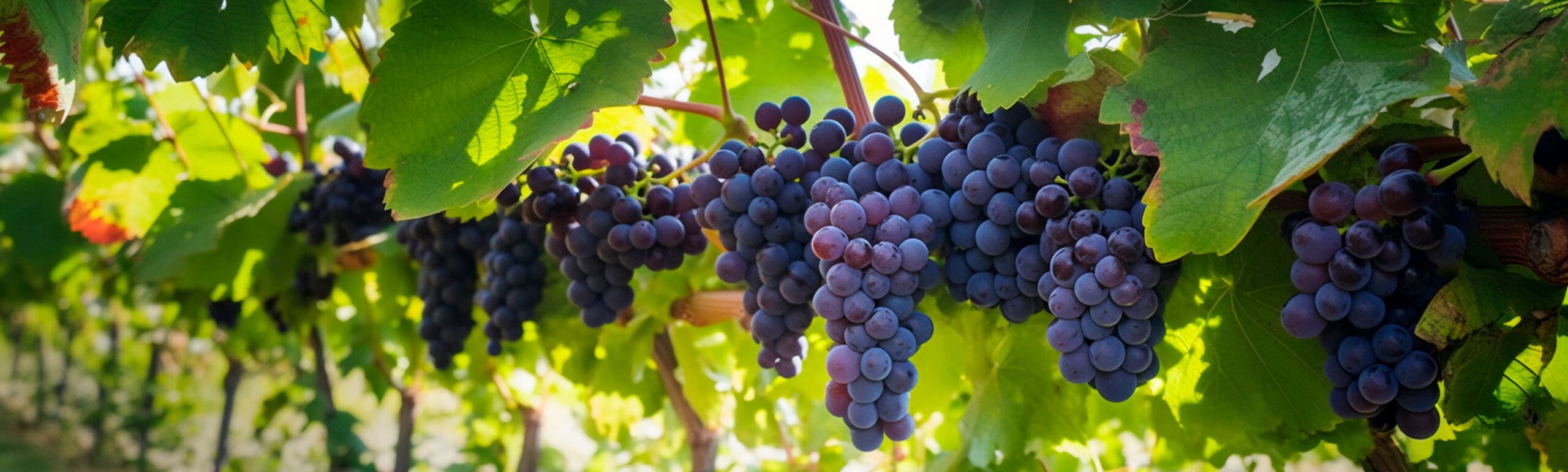 Bowman ayuda a reducir los costes de combustible en un viñedo australiano