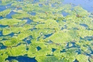 L’acqua stagnante sta rovinando il tuo scambiatore di calore?